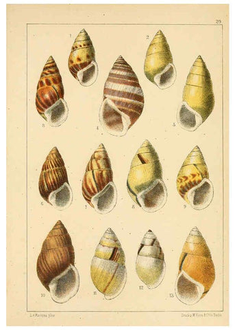 Reproducción/Reproduction 6472365069: Die Preussische expedition nach Ost-Asien. bd.2. Berlin :Königlichen geheimen ober-hofbuchdruckerei (R. v. Decker),1867-1876