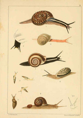 Reproducción/Reproduction 6472364723: Die Preussische expedition nach Ost-Asien. bd.2. Berlin :Königlichen geheimen ober-hofbuchdruckerei (R. v. Decker),1867-1876