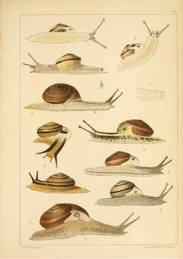Reproducción/Reproduction 6472359629: Die Preussische expedition nach Ost-Asien. bd.2. Berlin :Königlichen geheimen ober-hofbuchdruckerei (R. v. Decker),1867-1876