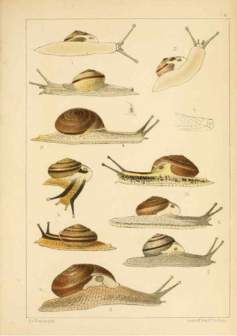Reproducción/Reproduction 6472359629: Die Preussische expedition nach Ost-Asien. bd.2. Berlin :Königlichen geheimen ober-hofbuchdruckerei (R. v. Decker),1867-1876