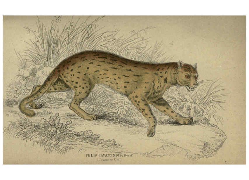 Reproducción/Reproduction 6505576229: Lions, tigers, &c., &c London :H. G. Bohn [etc.]1846? 