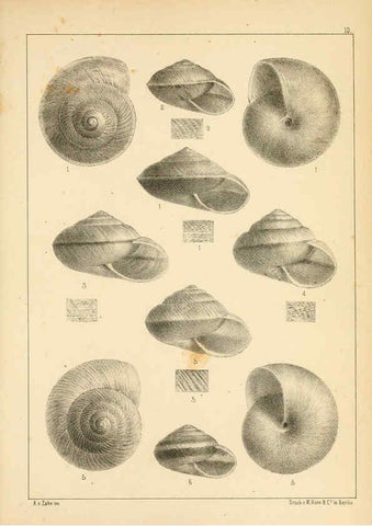 Reproducción/Reproduction 6472361021: Die Preussische expedition nach Ost-Asien. bd.2. Berlin :Königlichen geheimen ober-hofbuchdruckerei (R. v. Decker),1867-1876