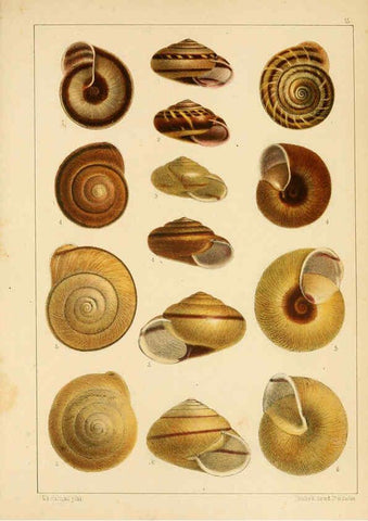 Reproducción/Reproduction 6472363043: Die Preussische expedition nach Ost-Asien. bd.2. Berlin :Königlichen geheimen ober-hofbuchdruckerei (R. v. Decker),1867-1876