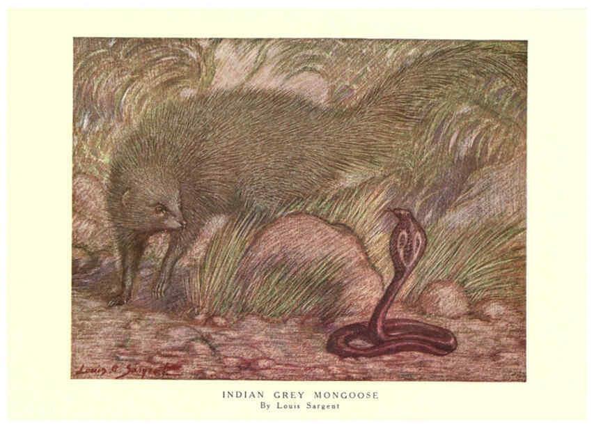 Reproducción/Reproduction 6505643501: The wild beasts of the world. v.1. London :T. C. & E. C. Jack,[1909?] 
