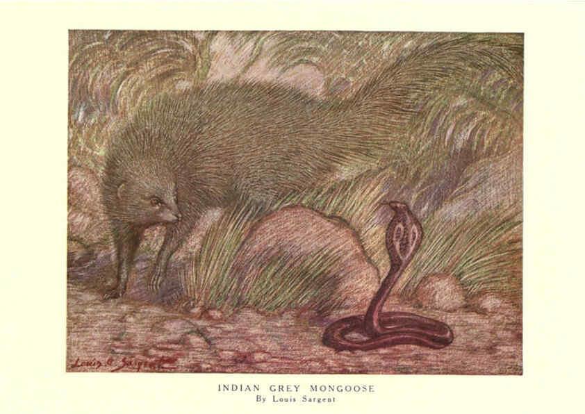 Reproducción/Reproduction 6505643501: The wild beasts of the world. v.1. London :T. C. & E. C. Jack,[1909?] 