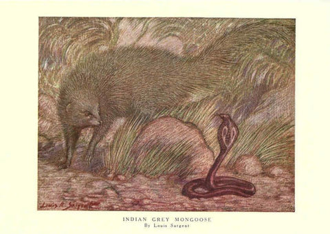 Reproducción/Reproduction 6505643501: The wild beasts of the world. v.1. London :T. C. & E. C. Jack,[1909?] 
