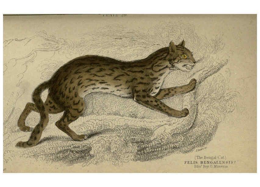 Reproducción/Reproduction 6505576837: Lions, tigers, &c., &c London :H. G. Bohn [etc.]1846? 