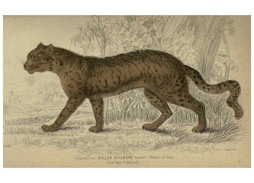 Reproducción/Reproduction 6505577995: Lions, tigers, &c., &c London :H. G. Bohn [etc.]1846? 