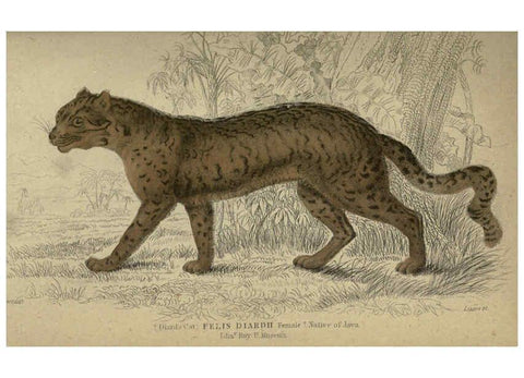 Reproducción/Reproduction 6505577995: Lions, tigers, &c., &c London :H. G. Bohn [etc.]1846? 