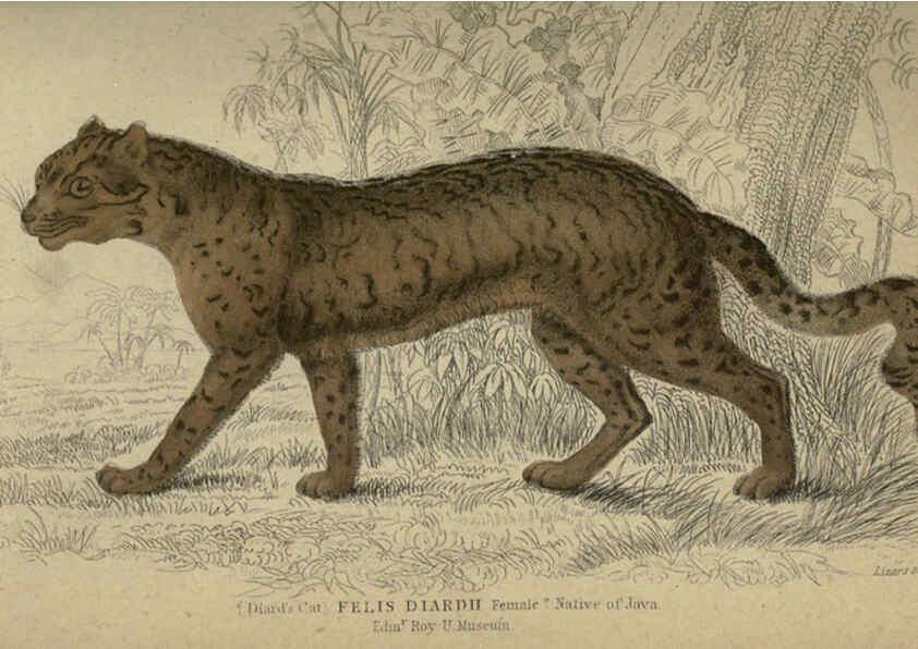 Reproducción/Reproduction 6505577995: Lions, tigers, &c., &c London :H. G. Bohn [etc.]1846? 