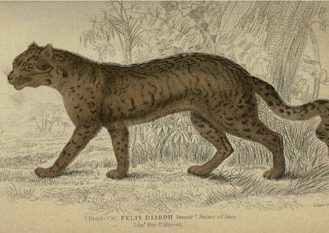 Reproducción/Reproduction 6505577995: Lions, tigers, &c., &c London :H. G. Bohn [etc.]1846? 