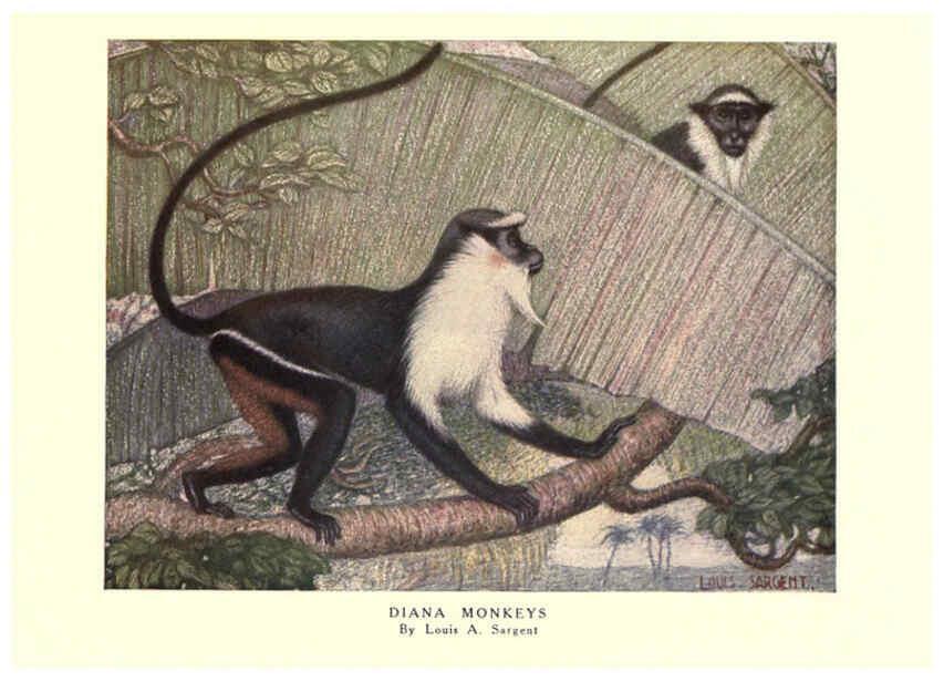 Reproducción/Reproduction 6505634761: The wild beasts of the world. v.1. London :T. C. & E. C. Jack,[1909?] 