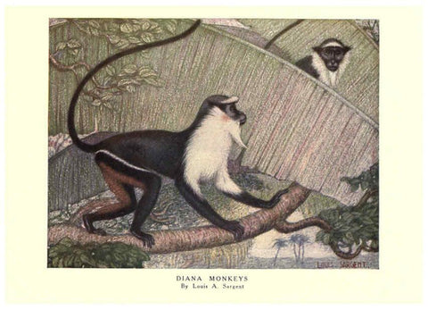 Reproducción/Reproduction 6505634761: The wild beasts of the world. v.1. London :T. C. & E. C. Jack,[1909?] 