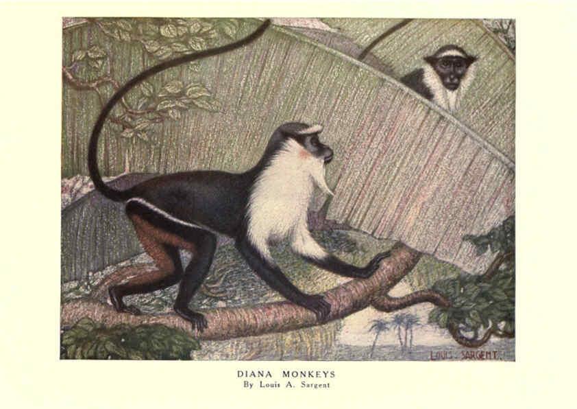 Reproducción/Reproduction 6505634761: The wild beasts of the world. v.1. London :T. C. & E. C. Jack,[1909?] 