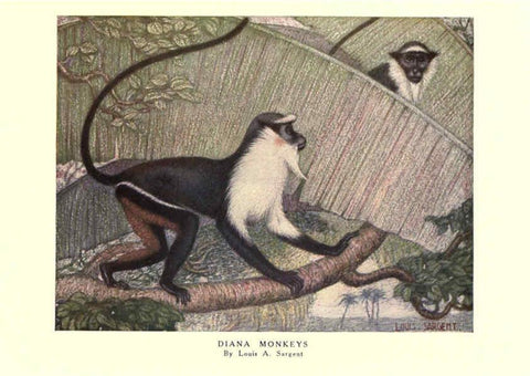 Reproducción/Reproduction 6505634761: The wild beasts of the world. v.1. London :T. C. & E. C. Jack,[1909?] 