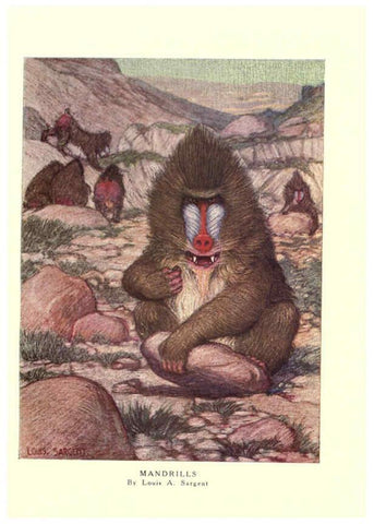 Reproducción/Reproduction 6505635133: The wild beasts of the world. v.1. London :T. C. & E. C. Jack,[1909?] 