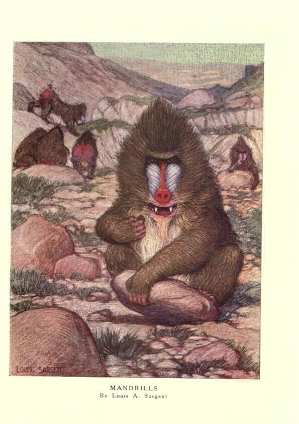 Reproducción/Reproduction 6505635133: The wild beasts of the world. v.1. London :T. C. & E. C. Jack,[1909?] 