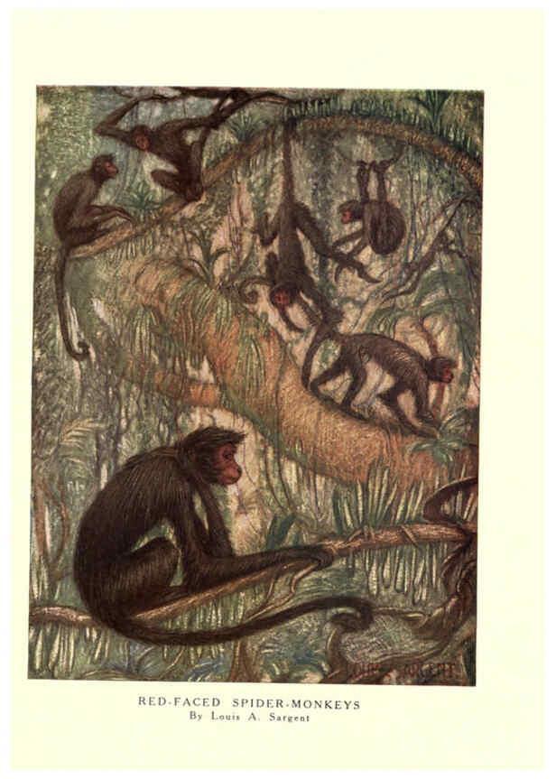 Reproducción/Reproduction 6505635557: The wild beasts of the world. v.1. London :T. C. & E. C. Jack,[1909?] 