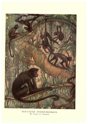 Reproducción/Reproduction 6505635557: The wild beasts of the world. v.1. London :T. C. & E. C. Jack,[1909?] 
