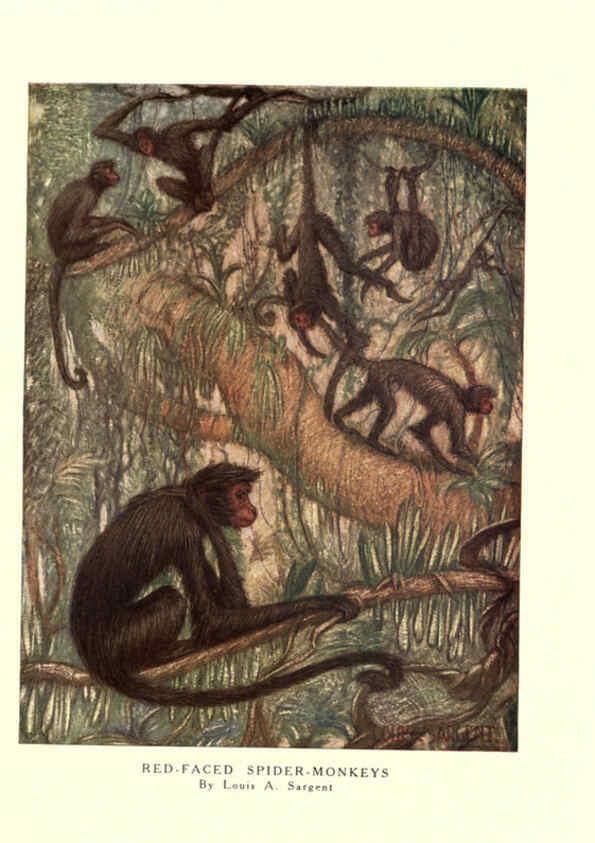 Reproducción/Reproduction 6505635557: The wild beasts of the world. v.1. London :T. C. & E. C. Jack,[1909?] 