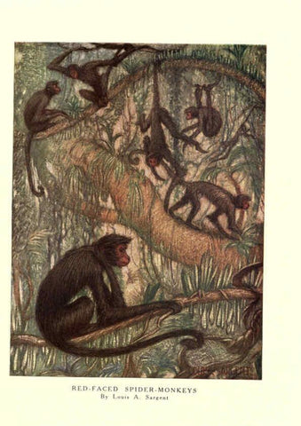 Reproducción/Reproduction 6505635557: The wild beasts of the world. v.1. London :T. C. & E. C. Jack,[1909?] 