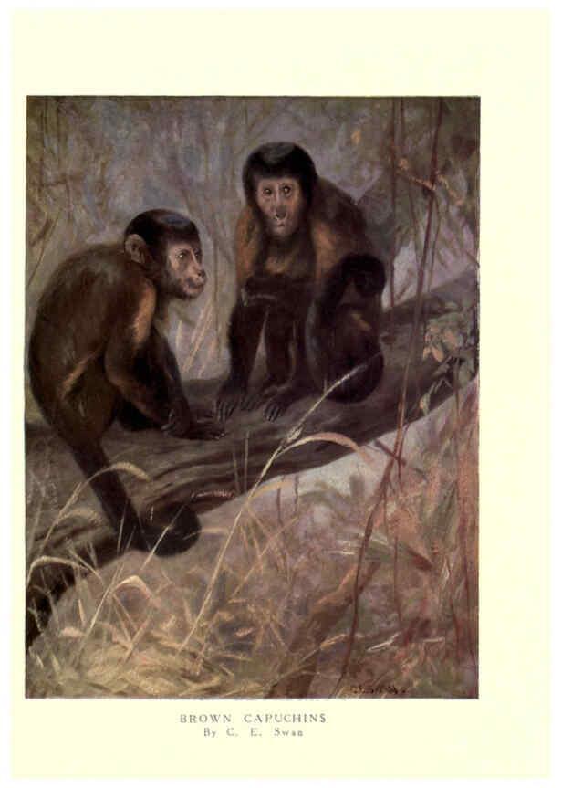Reproducción/Reproduction 6505636135: The wild beasts of the world. v.1. London :T. C. & E. C. Jack,[1909?] 