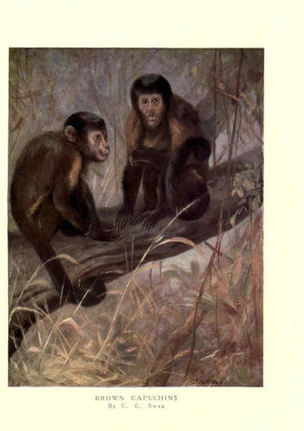 Reproducción/Reproduction 6505636135: The wild beasts of the world. v.1. London :T. C. & E. C. Jack,[1909?] 
