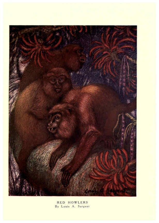 Reproducción/Reproduction 6505636547: The wild beasts of the world. v.1. London :T. C. & E. C. Jack,[1909?] 