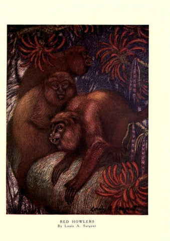 Reproducción/Reproduction 6505636547: The wild beasts of the world. v.1. London :T. C. & E. C. Jack,[1909?] 