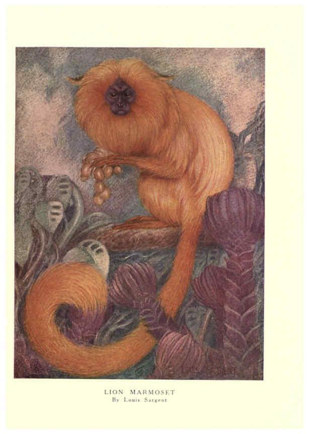 Reproducción/Reproduction 6505637725: The wild beasts of the world. v.1. London :T. C. & E. C. Jack,[1909?] 