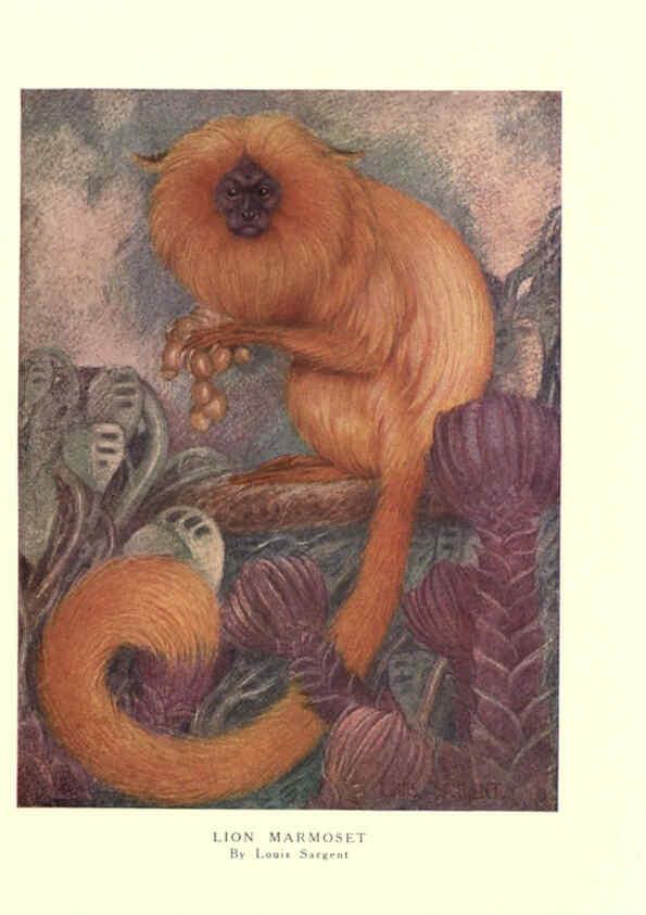 Reproducción/Reproduction 6505637725: The wild beasts of the world. v.1. London :T. C. & E. C. Jack,[1909?] 