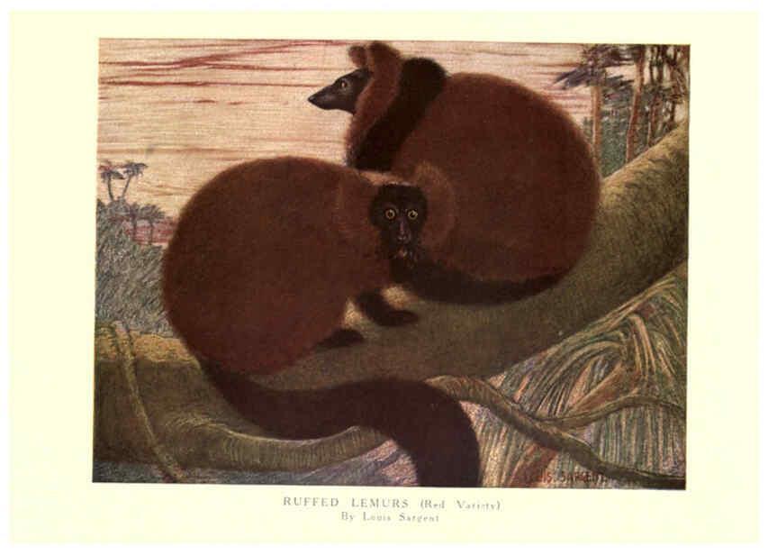 Reproducción/Reproduction 6505638355: The wild beasts of the world. v.1. London :T. C. & E. C. Jack,[1909?] 