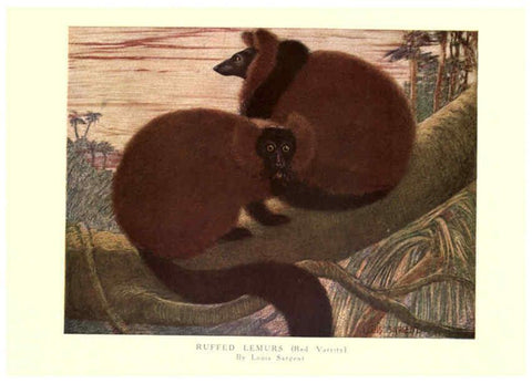 Reproducción/Reproduction 6505638355: The wild beasts of the world. v.1. London :T. C. & E. C. Jack,[1909?] 