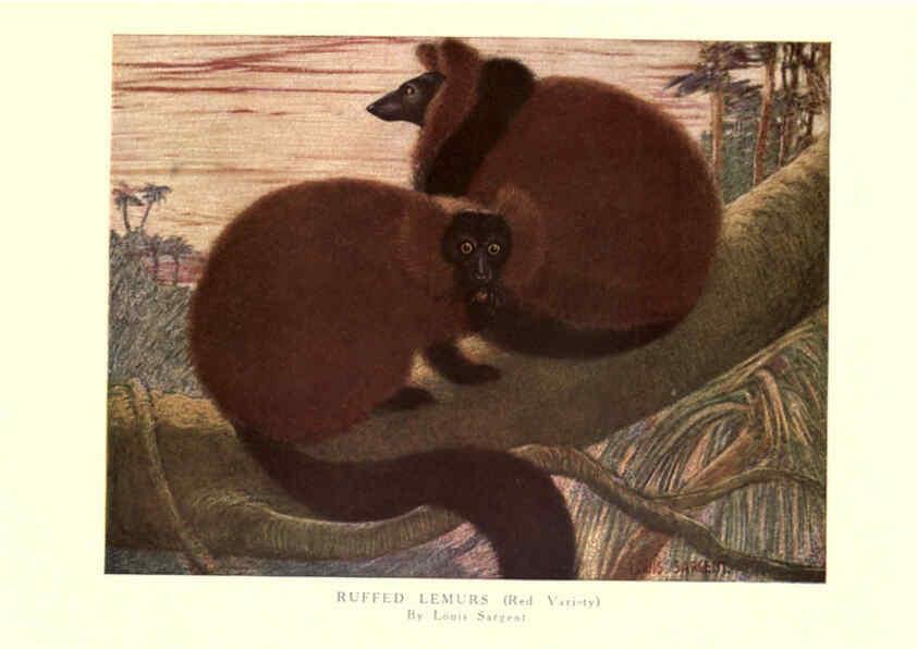 Reproducción/Reproduction 6505638355: The wild beasts of the world. v.1. London :T. C. & E. C. Jack,[1909?] 