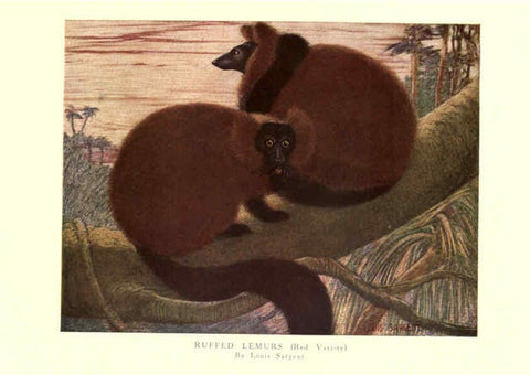 Reproducción/Reproduction 6505638355: The wild beasts of the world. v.1. London :T. C. & E. C. Jack,[1909?] 