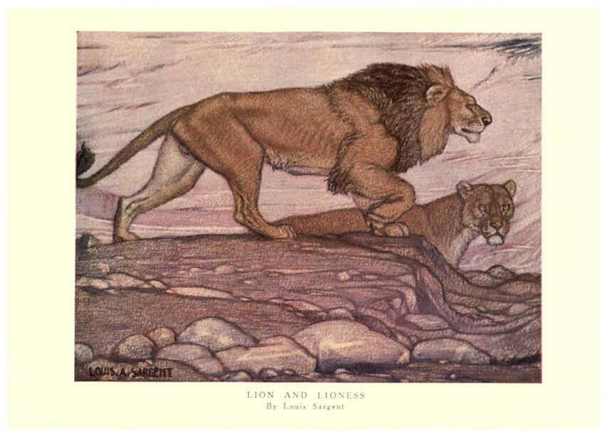 Reproducción/Reproduction 6505638941: The wild beasts of the world. v.1. London :T. C. & E. C. Jack,[1909?] 
