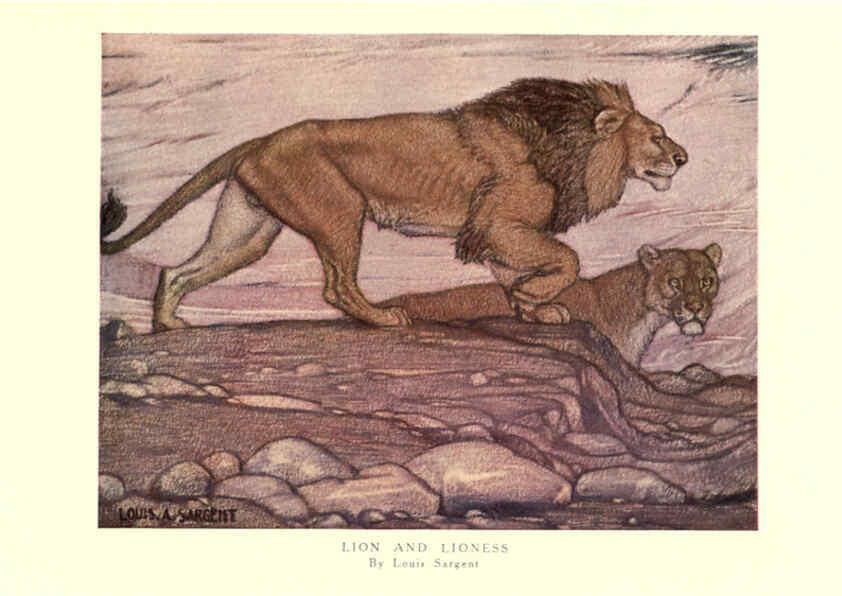Reproducción/Reproduction 6505638941: The wild beasts of the world. v.1. London :T. C. & E. C. Jack,[1909?] 