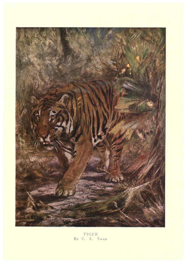 Reproducción/Reproduction 6505639351: The wild beasts of the world. v.1. London :T. C. & E. C. Jack,[1909?] 