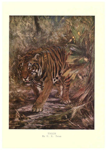 Reproducción/Reproduction 6505639351: The wild beasts of the world. v.1. London :T. C. & E. C. Jack,[1909?] 