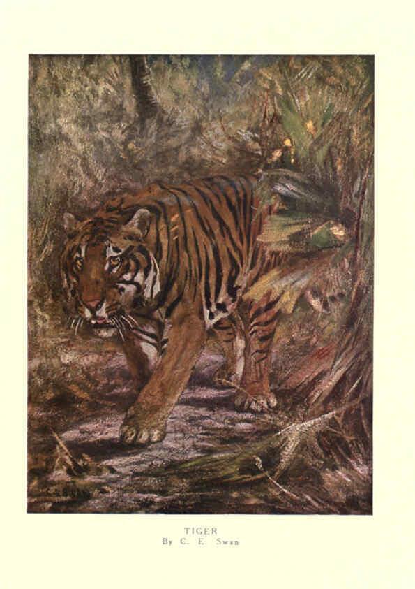 Reproducción/Reproduction 6505639351: The wild beasts of the world. v.1. London :T. C. & E. C. Jack,[1909?] 