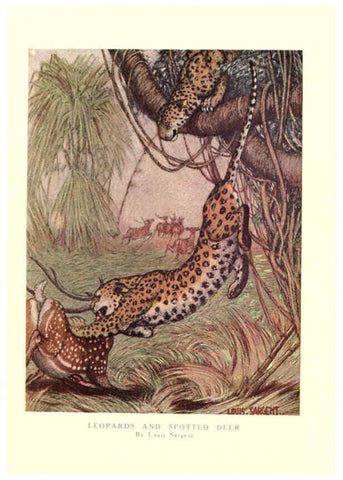 Reproducción/Reproduction 6505639805: The wild beasts of the world. v.1. London :T. C. & E. C. Jack,[1909?] 