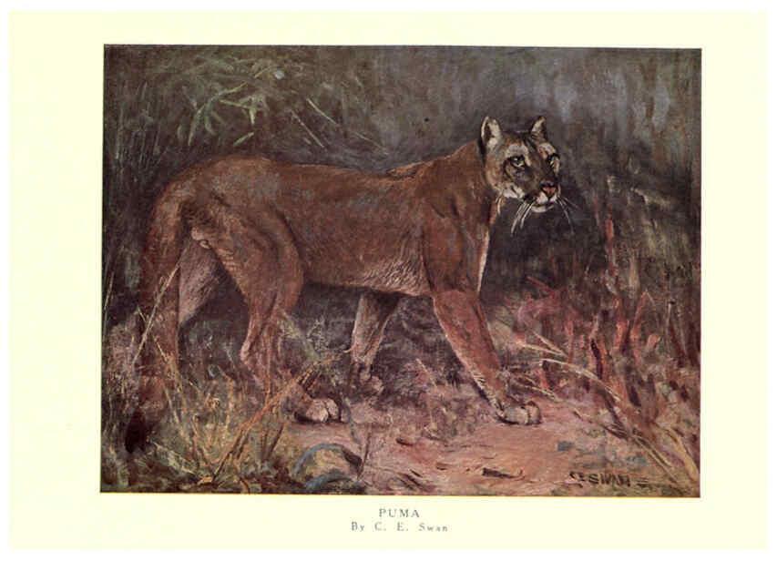 Reproducción/Reproduction 6505640253: The wild beasts of the world. v.1. London :T. C. & E. C. Jack,[1909?] 