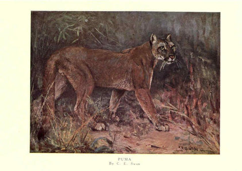 Reproducción/Reproduction 6505640253: The wild beasts of the world. v.1. London :T. C. & E. C. Jack,[1909?] 