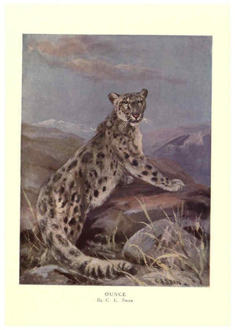 Reproducción/Reproduction 6505640789: The wild beasts of the world. v.1. London :T. C. & E. C. Jack,[1909?] 