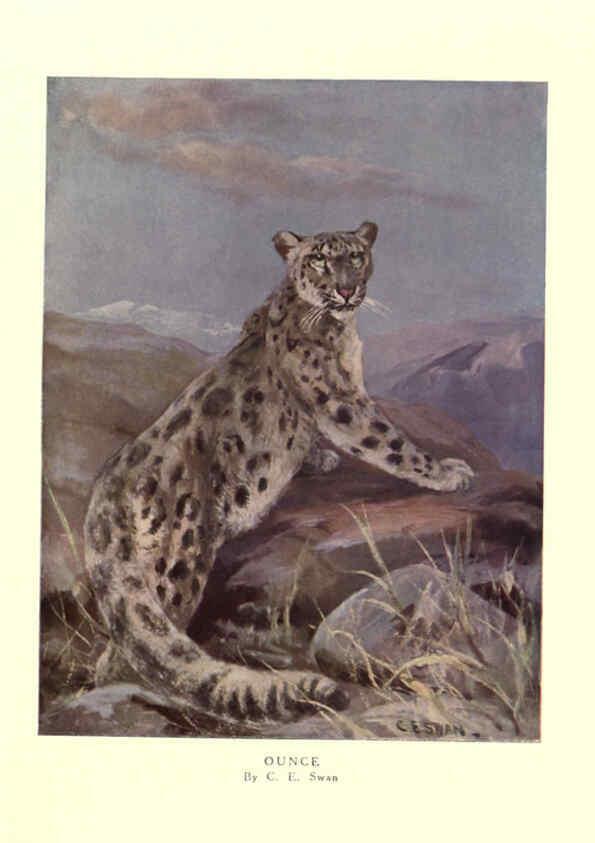 Reproducción/Reproduction 6505640789: The wild beasts of the world. v.1. London :T. C. & E. C. Jack,[1909?] 