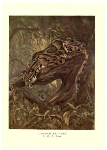 Reproducción/Reproduction 6505641241: The wild beasts of the world. v.1. London :T. C. & E. C. Jack,[1909?] 