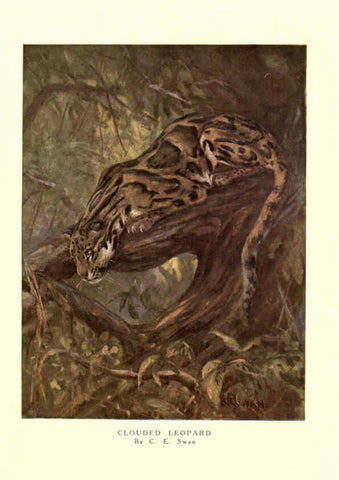 Reproducción/Reproduction 6505641241: The wild beasts of the world. v.1. London :T. C. & E. C. Jack,[1909?] 