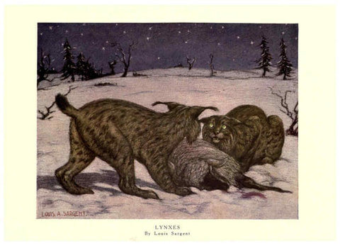 Reproducción/Reproduction 6505641653: The wild beasts of the world. v.1. London :T. C. & E. C. Jack,[1909?] 