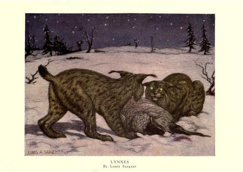 Reproducción/Reproduction 6505641653: The wild beasts of the world. v.1. London :T. C. & E. C. Jack,[1909?] 