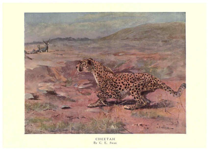 Reproducción/Reproduction 6505642265: The wild beasts of the world. v.1. London :T. C. & E. C. Jack,[1909?] 